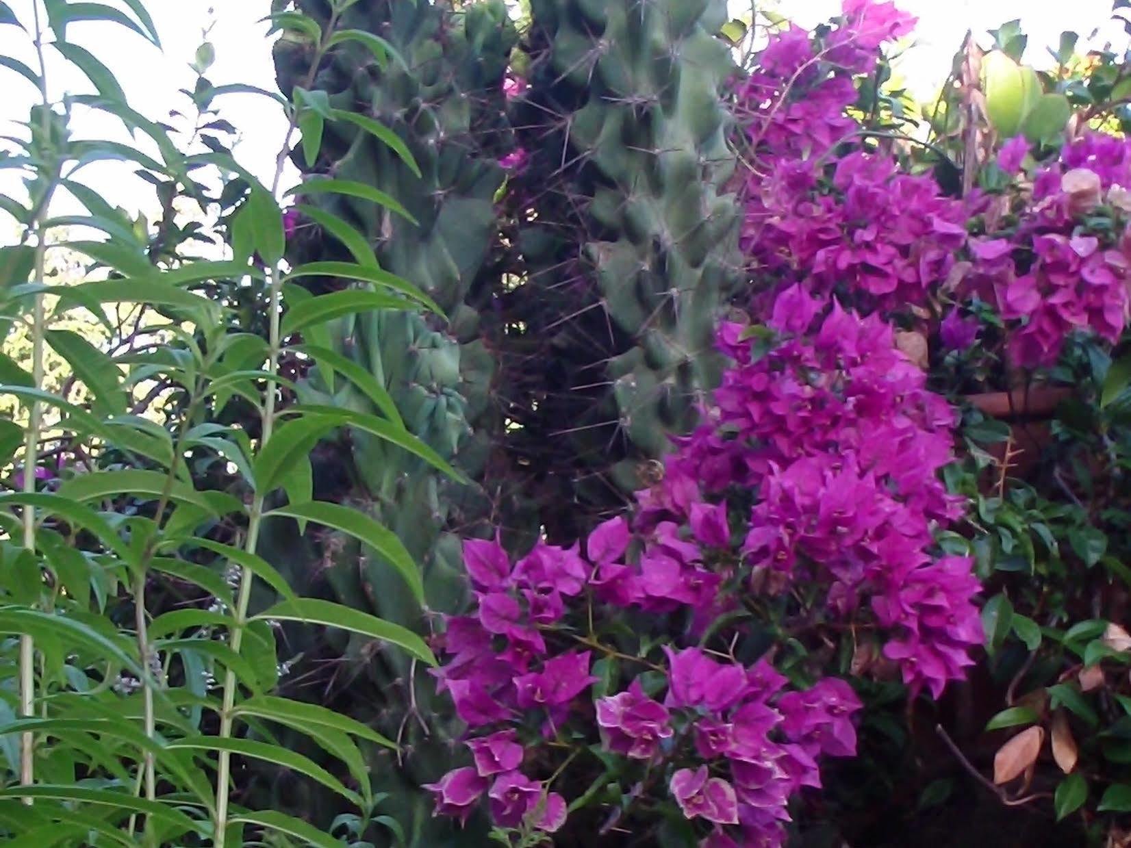 אנה B&B Villa Casablanca מראה חיצוני תמונה